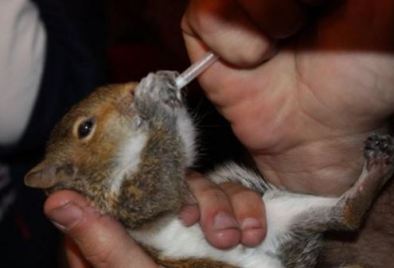 Babysquirreleating3